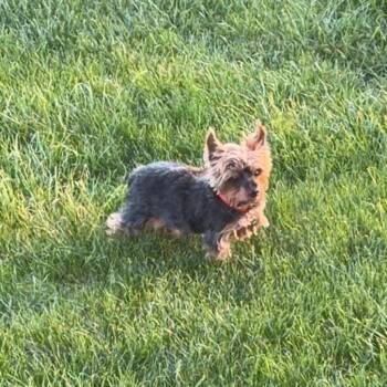 Yorkshire Terrier Dogs Available for Adoption in Kansas City, Missouri - Ziggy | PetCurious