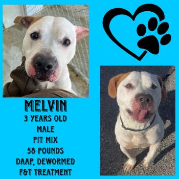 Rescue Pit Bull Terrier Dogs for Adoption in Cynthiana, Kentucky - Melvin | PetCurious