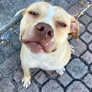 Rescue Terrier Dogs for Adoption in Indiantown, Florida - LUNA | PetCurious