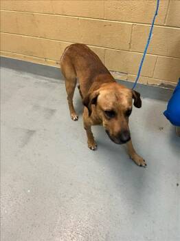 Labrador Retriever and Mixed Breed Dogs Available for Adoption in Tulsa, Oklahoma - QUARTER | PetCurious