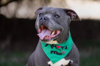 Rescue Pit Bull Terrier Dogs for Adoption in Denver, North Carolina - Batman | PetCurious