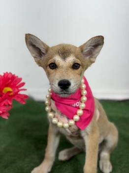Princess Belle-One of our Amazing Rescue Dogs -  Carolina Dog and Basenji Dog for Adoption in Carlsbad, California - Princess Belle-One Of Our Amazing Rescue Dogs | PetCurious