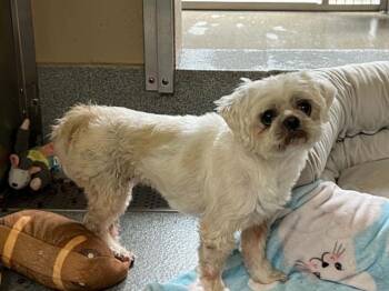 AVA -  Shih Tzu Dog for Adoption in Tustin, California - AVA | PetCurious