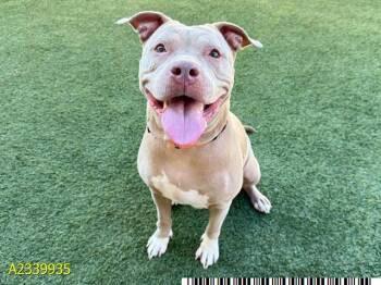 WINDOR -  Mixed Breed Dog for Adoption in West Palm Beach, Florida - WINDOR | PetCurious