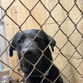 Ryuke -  Black Labrador Retriever Dog for Adoption in Blue Springs, Missouri - Ryuke | PetCurious