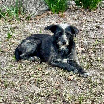 Marlowe -  Terrier and Miniature Schnauzer Dog for Adoption in Longview, Texas - Marlowe | PetCurious