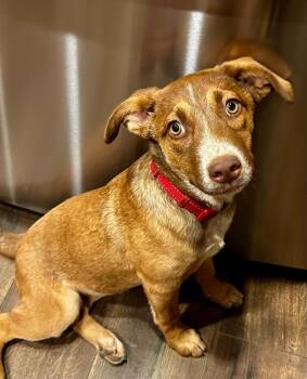 Juni -  Shepherd and Collie Dog for Adoption in Boulder, Colorado - Juni | PetCurious