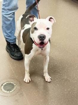 Forest -  Pit Bull Terrier and Mixed Breed Dog for Adoption in South Bend, Indiana - Forest | PetCurious