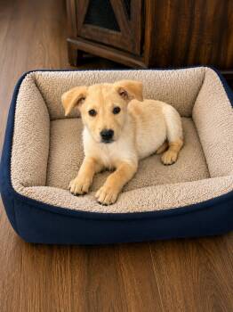 Pearl -  Labrador Retriever and Carolina Dog Dog for Adoption in Houston, Texas - Pearl | PetCurious