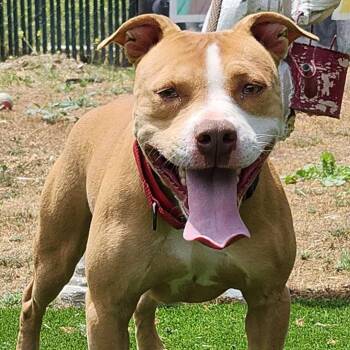 Rescue Pit Bull Terrier Dogs for Adoption in Burbank, California - Momo | PetCurious