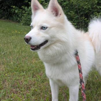 Quinn -  American Eskimo Dog Dog for Adoption in Fall River, Massachusetts - Quinn | PetCurious