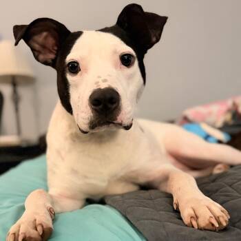 Clark -  Mixed Breed Dog for Adoption in Huntington, West Virginia - Clark | PetCurious