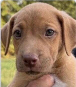 Ray Allen -  Hound and Terrier Dog for Adoption in Bloomfield, Connecticut - Ray Allen | PetCurious