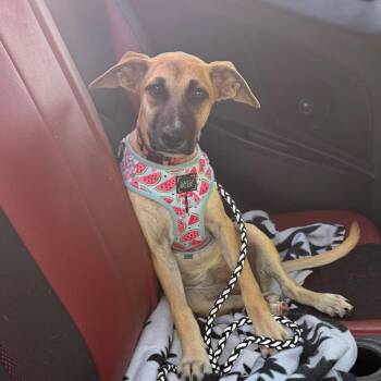 Roo -  Black Mouth Cur and Mixed Breed Dog for Adoption in Marshall, Texas - Roo | PetCurious