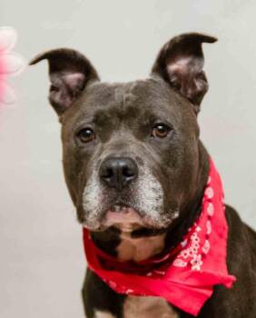 Bison -  Terrier Dog for Adoption in Sanford, Florida - Bison | PetCurious