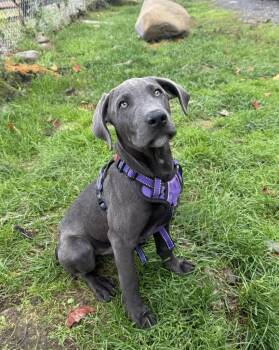 Biscuit -  Terrier Dog for Adoption in Pomona, New York - Biscuit | PetCurious