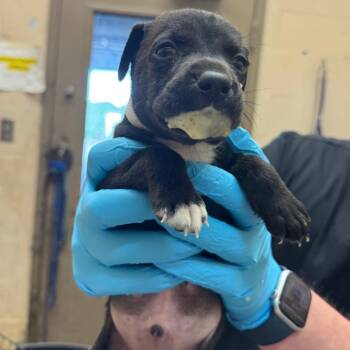 Marv -  Shepherd and Retriever Dog for Adoption in Birmingham, Alabama - Marv | PetCurious
