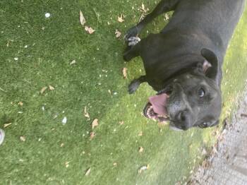 Ham ham -  Labrador Retriever and Pit Bull Terrier Dog for Adoption in Magnolia, Texas - Ham Ham | PetCurious
