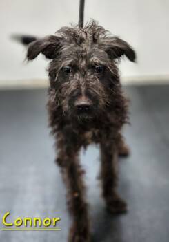 Rescue Terrier Dogs for Adoption in Cambridge, Maryland - Cody | PetCurious