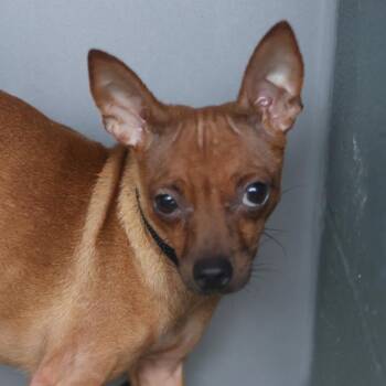 A813432 -  Chihuahua Dog for Adoption in San Antonio, Texas - A813432 | PetCurious