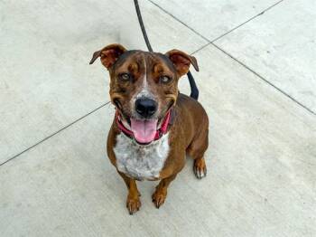 Pit Bull Terrier and Mixed Breed Dogs Available for Adoption - XENA | PetCurious