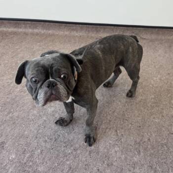Rocky -  French Bulldog Dog for Adoption in Brentwood, Missouri - Rocky | PetCurious