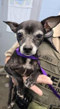 Luna -  Chihuahua Dog for Adoption in Evansville, Indiana - Luna | PetCurious