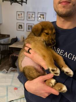 Shepherd Dogs Available for Adoption - Chloe | PetCurious