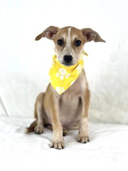 Olga -  Dachshund and Chihuahua Dog for Adoption in Olympia, Washington - Olga | PetCurious