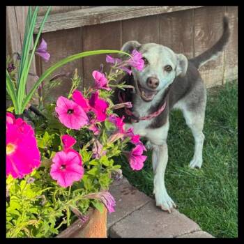 Olive -  Chihuahua and Beagle Dog for Adoption in Laramie, Wyoming - Olive | PetCurious