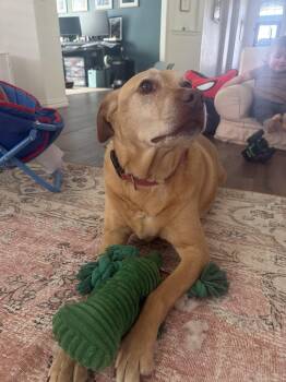 Labrador Retriever Dogs Available for Adoption in Mckinney, Texas - Piper | PetCurious