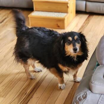 Bubbles -  Dachshund and Mixed Breed Dog for Adoption in Toms Brook, Virginia - Bubbles | PetCurious
