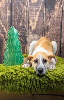 771-26 -  Shepherd Dog for Adoption in Brighton, Colorado - 771-26 | PetCurious
