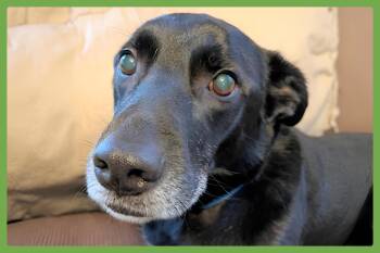 Rescue Labrador Retriever and Shepherd Dogs for Adoption in Amherst, Massachusetts - Amelie | PetCurious