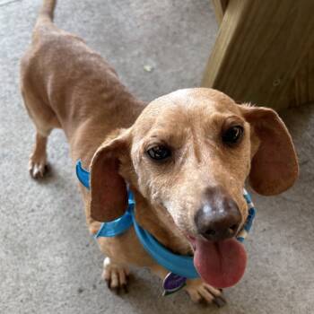Rescue Dachshund Dogs for Adoption in Wichita, Kansas - Boomer | PetCurious