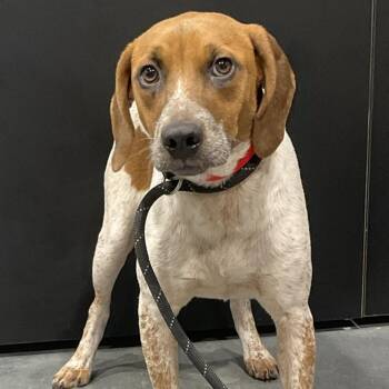 Rebecca Rose -  Cattle Dog and Mixed Breed Dog for Adoption in Tampa, Florida - Rebecca Rose | PetCurious