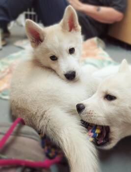 Husky Dogs Available for Adoption in Warren, Michigan - Keith | PetCurious