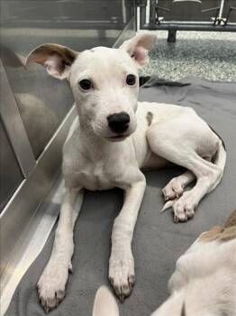 Rescue Pit Bull Terrier and Mixed Breed Dogs for Adoption in Salisbury, North Carolina - STELLA | PetCurious