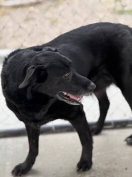 Rescue German Shepherd Dog Dogs for Adoption in Rawlins, Wyoming - Bear | PetCurious