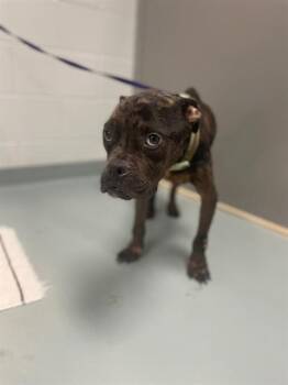 American Bulldog and Boxer Dogs Available for Adoption in St. Cloud, Florida - MAVRICK | PetCurious
