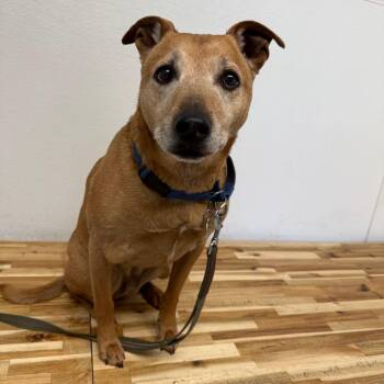 Shar Pei Dogs Available for Adoption - Athena | PetCurious