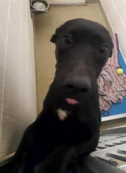 Labrador Retriever and Mixed Breed Dogs Available for Adoption - HUA | PetCurious