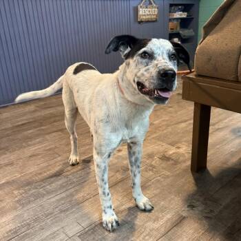 Joker -  English Pointer and Mixed Breed Dog for Adoption in Jefferson City, Tennessee - Joker | PetCurious