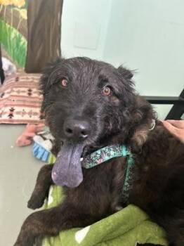 Zeke -  Mixed Breed Dog for Adoption in Erin, Ontario - Zeke | PetCurious