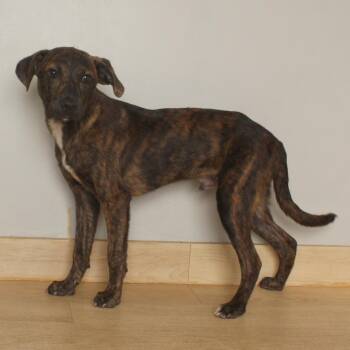 Orange Julius D70416 -  Catahoula Leopard Dog and Plott Hound Dog for Adoption in Minnetonka, Minnesota - Orange Julius D70416 | PetCurious