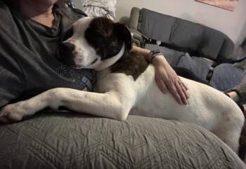 Hercules -  Mixed Breed Dog for Adoption in Campbellsville, Kentucky - Hercules | PetCurious