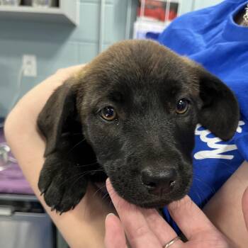 Pit Bull Terrier Dogs Available for Adoption in Greensboro, North Carolina - Blue Berry | PetCurious