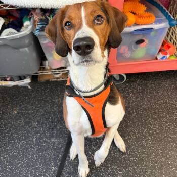 Mixed Breed and Treeing Walker Coonhound Dogs Available for Adoption - Jameson | PetCurious