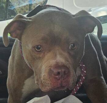 Princess Bubblegum -  Pit Bull Terrier Dog for Adoption in Mobile, Alabama - Princess Bubblegum | PetCurious