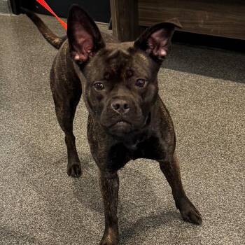 Xenia -  Mixed Breed Dog for Adoption in Allentown, Pennsylvania - Xenia | PetCurious